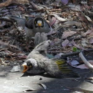 Manorina melanocephala at Parkes, ACT - 3 Nov 2018