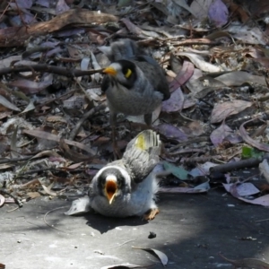 Manorina melanocephala at Parkes, ACT - 3 Nov 2018