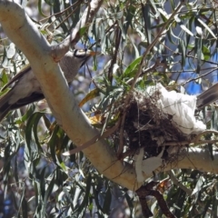 Manorina melanocephala at Parkes, ACT - 3 Nov 2018