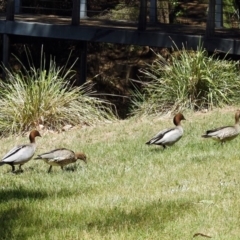 Chenonetta jubata (Australian Wood Duck) at Kingston, ACT - 3 Nov 2018 by RodDeb