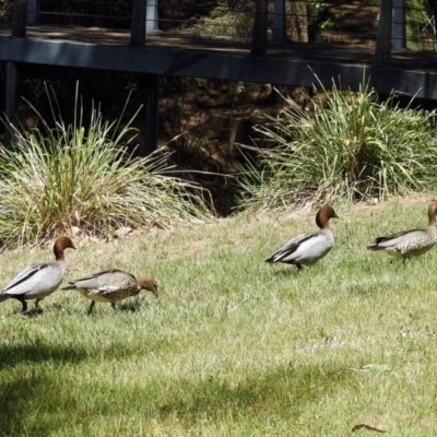 Chenonetta jubata (Australian Wood Duck) at Lake Burley Griffin Central/East - 3 Nov 2018 by RodDeb