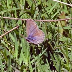 Zizina otis (Common Grass-Blue) at Lake Burley Griffin Central/East - 3 Nov 2018 by RodDeb