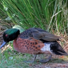 Anas castanea (Chestnut Teal) at Lake Burley Griffin Central/East - 3 Nov 2018 by RodDeb