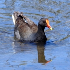 Gallinula tenebrosa (Dusky Moorhen) at JER700: JWs - Eyrie St Wetland - 3 Nov 2018 by RodDeb