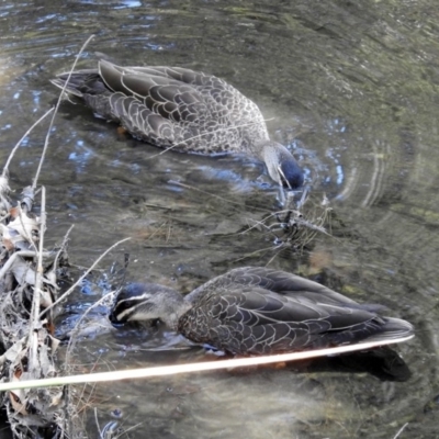 Anas superciliosa (Pacific Black Duck) at Kingston, ACT - 3 Nov 2018 by RodDeb