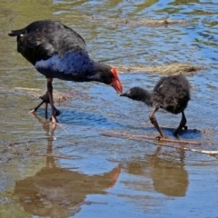 Porphyrio melanotus (Australasian Swamphen) at JER700: JWs - Eyrie St Wetland - 3 Nov 2018 by RodDeb