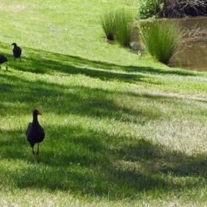 Porphyrio melanotus at Kingston, ACT - 3 Nov 2018