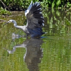 Egretta novaehollandiae (White-faced Heron) at Lake Burley Griffin Central/East - 3 Nov 2018 by RodDeb