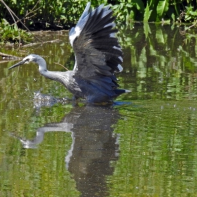 Egretta novaehollandiae (White-faced Heron) at Kingston, ACT - 3 Nov 2018 by RodDeb