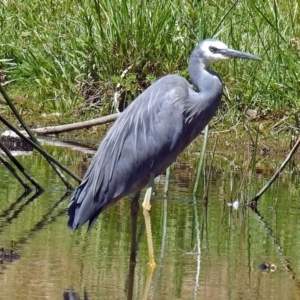 Egretta novaehollandiae at Kingston, ACT - 3 Nov 2018