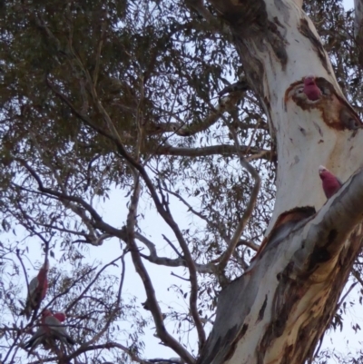 Eolophus roseicapilla (Galah) at Red Hill to Yarralumla Creek - 2 Nov 2018 by JackyF