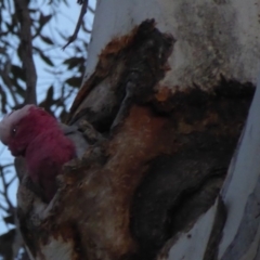 Eolophus roseicapilla at Hughes, ACT - 2 Nov 2018 07:29 PM