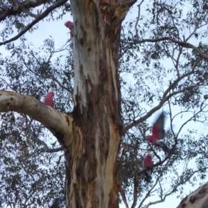 Eolophus roseicapilla at Hughes, ACT - 2 Nov 2018 07:29 PM