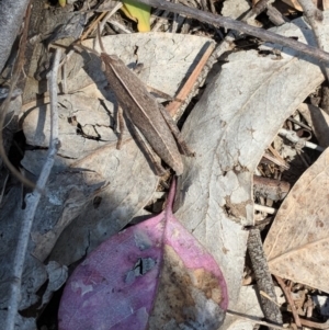 Goniaea sp. (genus) at Deakin, ACT - 3 Nov 2018