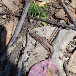 Goniaea sp. (genus) at Deakin, ACT - 3 Nov 2018 02:23 PM