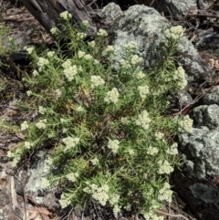 Cassinia aculeata subsp. aculeata (Dolly Bush, Common Cassinia, Dogwood) at Red Hill Nature Reserve - 3 Nov 2018 by JackyF