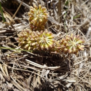 Lomandra multiflora at Hall, ACT - 3 Nov 2018 11:14 AM