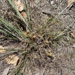 Lomandra multiflora at Hall, ACT - 3 Nov 2018 11:14 AM