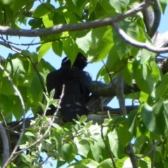 Eudynamys orientalis (Pacific Koel) at Hughes, ACT - 3 Nov 2018 by JackyF