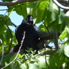 Eudynamys orientalis at Hughes, ACT - 3 Nov 2018