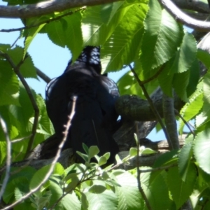 Eudynamys orientalis at Hughes, ACT - 3 Nov 2018