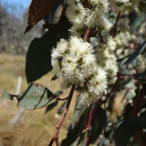 Eucalyptus dives at Hall, ACT - 3 Nov 2018