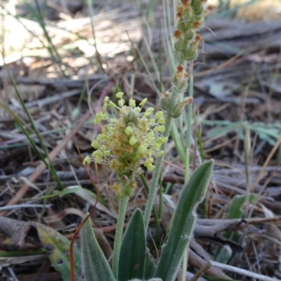 Plantago debilis (Shade Plantain) at Hall Cemetery - 3 Nov 2018 by JanetRussell