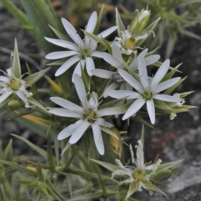 Stellaria pungens (Prickly Starwort) at Molonglo Valley, ACT - 23 Oct 2018 by JohnBundock