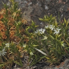 Stellaria pungens at Molonglo River Reserve - 23 Oct 2018 11:54 AM