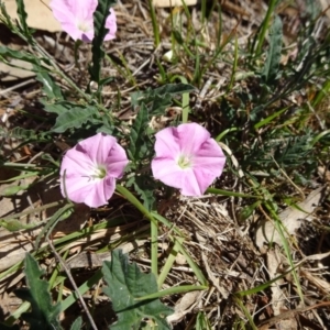 Convolvulus angustissimus subsp. angustissimus at Hall, ACT - 3 Nov 2018 11:26 AM