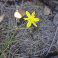 Tricoryne elatior (Yellow Rush Lily) at Hall Cemetery - 3 Nov 2018 by JanetRussell