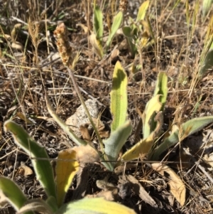 Plantago varia at Macgregor, ACT - 3 Nov 2018 09:38 AM