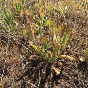 Plantago varia at Macgregor, ACT - 3 Nov 2018