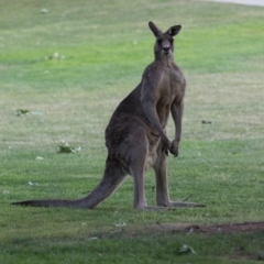 Macropus giganteus (Eastern Grey Kangaroo) at Campbell, ACT - 3 Nov 2018 by RichForshaw