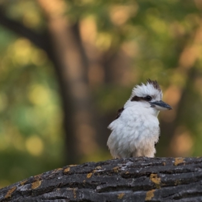 Dacelo novaeguineae (Laughing Kookaburra) at Campbell, ACT - 3 Nov 2018 by RichForshaw