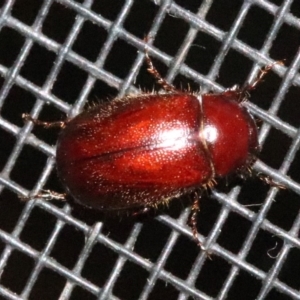 Scarabaeidae (family) at Rosedale, NSW - 25 Oct 2018