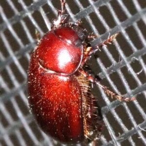 Scarabaeidae (family) at Rosedale, NSW - 25 Oct 2018