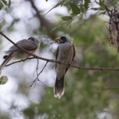Manorina melanocephala (Noisy Miner) at Campbell, ACT - 3 Nov 2018 by RichForshaw