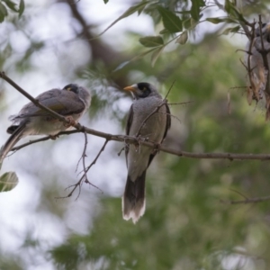 Manorina melanocephala at Campbell, ACT - 3 Nov 2018 07:27 PM