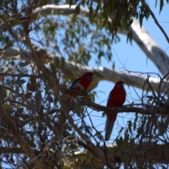 Platycercus elegans (Crimson Rosella) at Campbell, ACT - 3 Nov 2018 by ClubFED