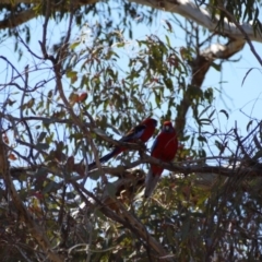 Platycercus elegans at Campbell, ACT - 3 Nov 2018