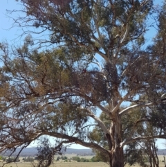 Platycercus elegans at Campbell, ACT - 3 Nov 2018