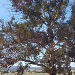 Platycercus elegans at Campbell, ACT - 3 Nov 2018