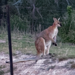 Notamacropus rufogriseus (Red-necked Wallaby) at Tralee, NSW - 3 Nov 2018 by RomanSoroka
