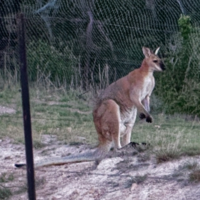 Notamacropus rufogriseus (Red-necked Wallaby) at QPRC LGA - 3 Nov 2018 by Roman