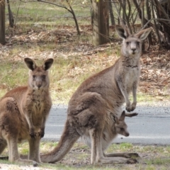 Macropus giganteus (Eastern Grey Kangaroo) at Paddys River, ACT - 25 Oct 2018 by michaelb