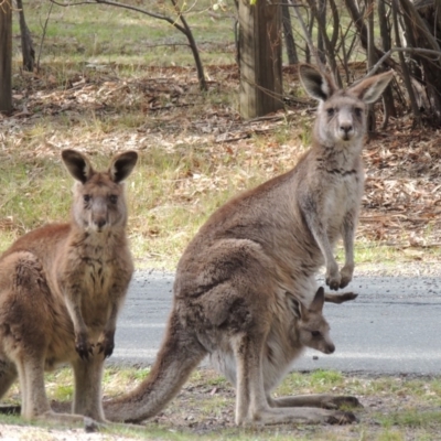 Macropus giganteus (Eastern Grey Kangaroo) at Gibraltar Pines - 25 Oct 2018 by michaelb