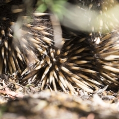 Tachyglossus aculeatus (Short-beaked Echidna) at Illilanga & Baroona - 2 Nov 2018 by Illilanga