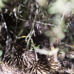 Tachyglossus aculeatus at Michelago, NSW - 3 Nov 2018