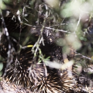 Tachyglossus aculeatus at Michelago, NSW - 3 Nov 2018 08:59 AM